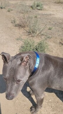 Dog Collars | Adjustable | 3 Sizes | Sublimation